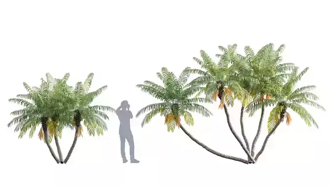 Phoenix roebelenii - Pygmy Date Palm - 02 3D model
