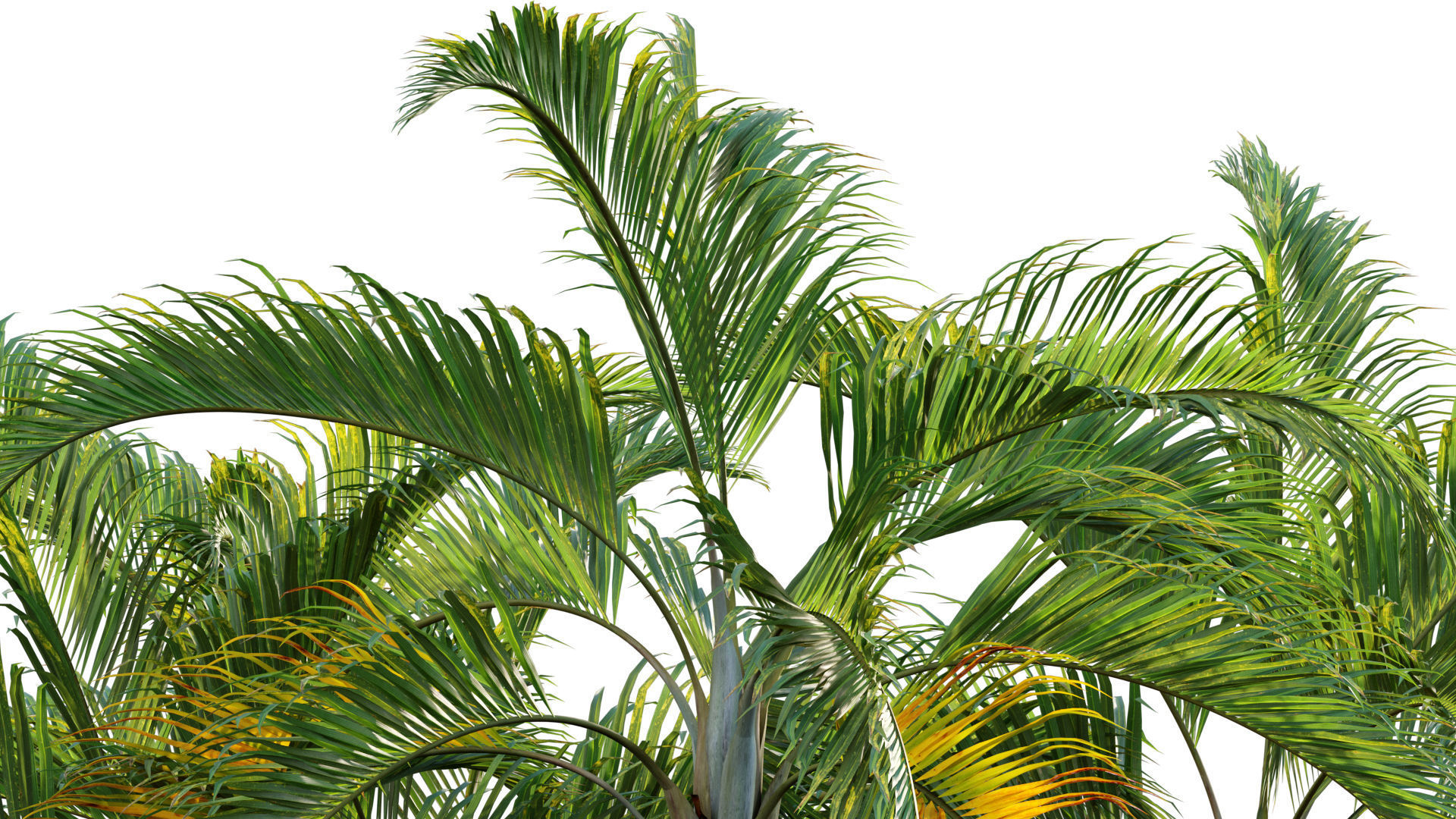 Chrysalidocarpus lutescens - yellow butterfly palm - 01 3D model_1