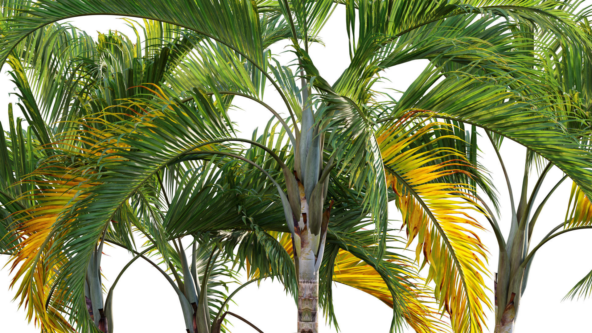 Chrysalidocarpus lutescens - yellow butterfly palm - 01 3D model_2