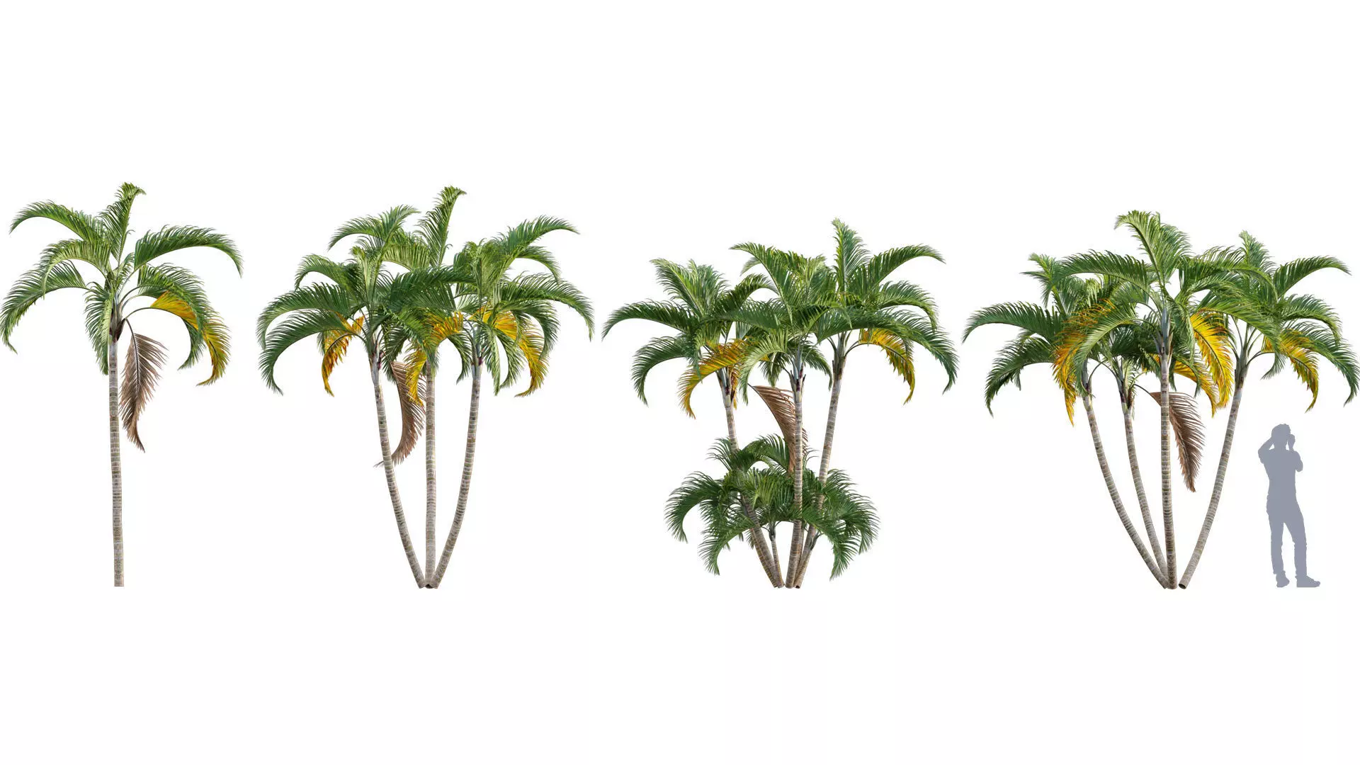 Chrysalidocarpus lutescens - yellow butterfly palm - 01 3D model_0