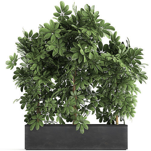 Decorative Schefflera in flowerpots 762 3D model