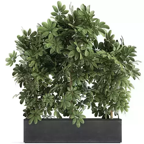 Decorative Schefflera in flowerpots 762 3D model
