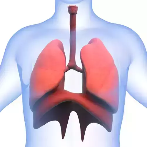 Human Respiratory System