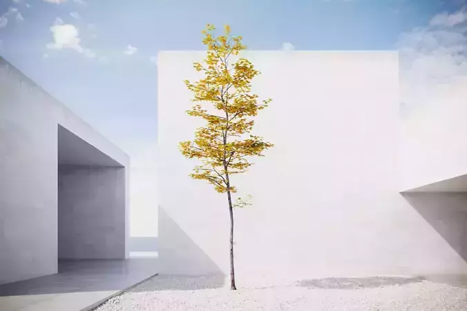 Small Autumn tree vpt030