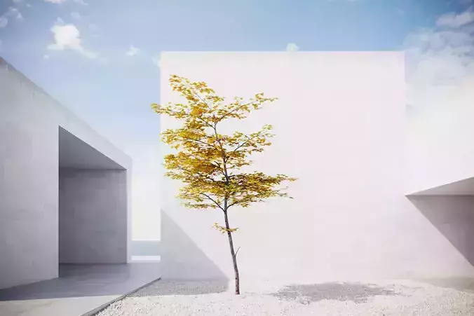 Small Autumn tree vpt029