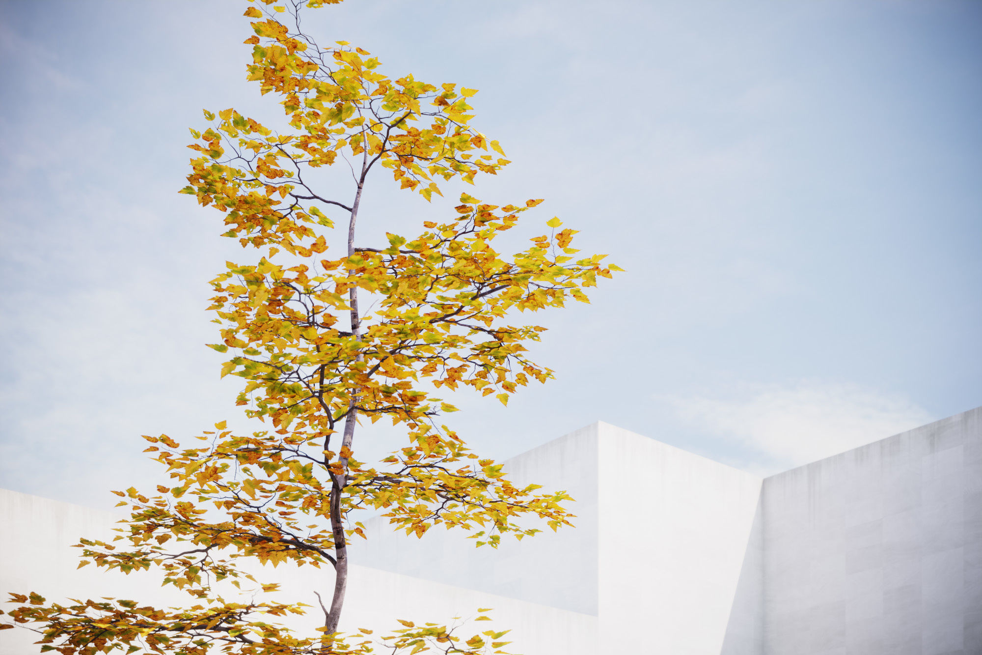 Small Autumn tree vpt026 3D model_1