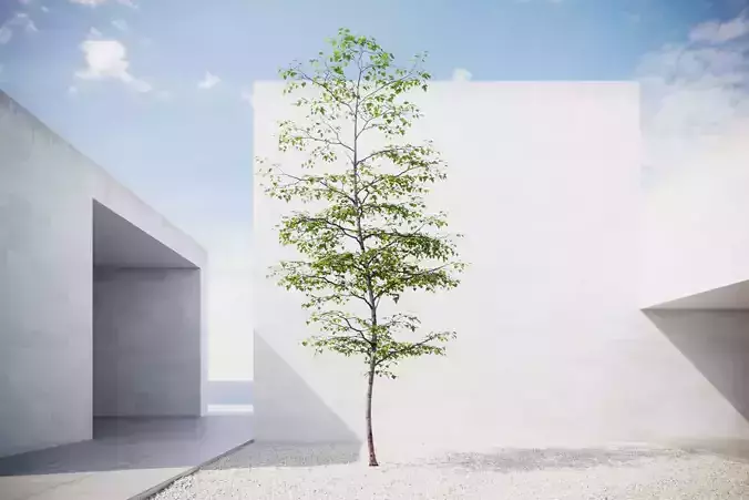 Small spring tree vpt024