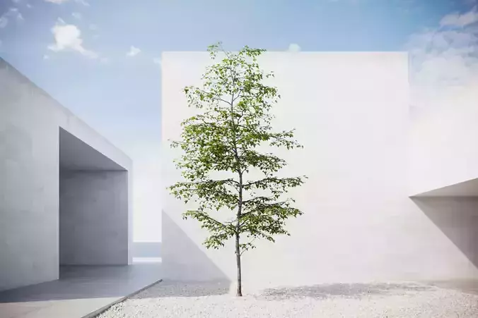 Small spring tree vpt021