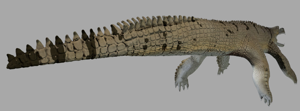 Gavial Gharial 3D model_5