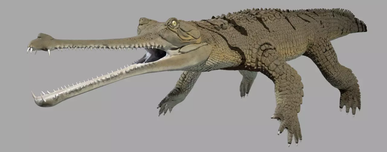 Gavial Gharial 3D model_0