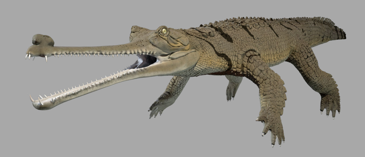 Gavial Gharial 3D model_4