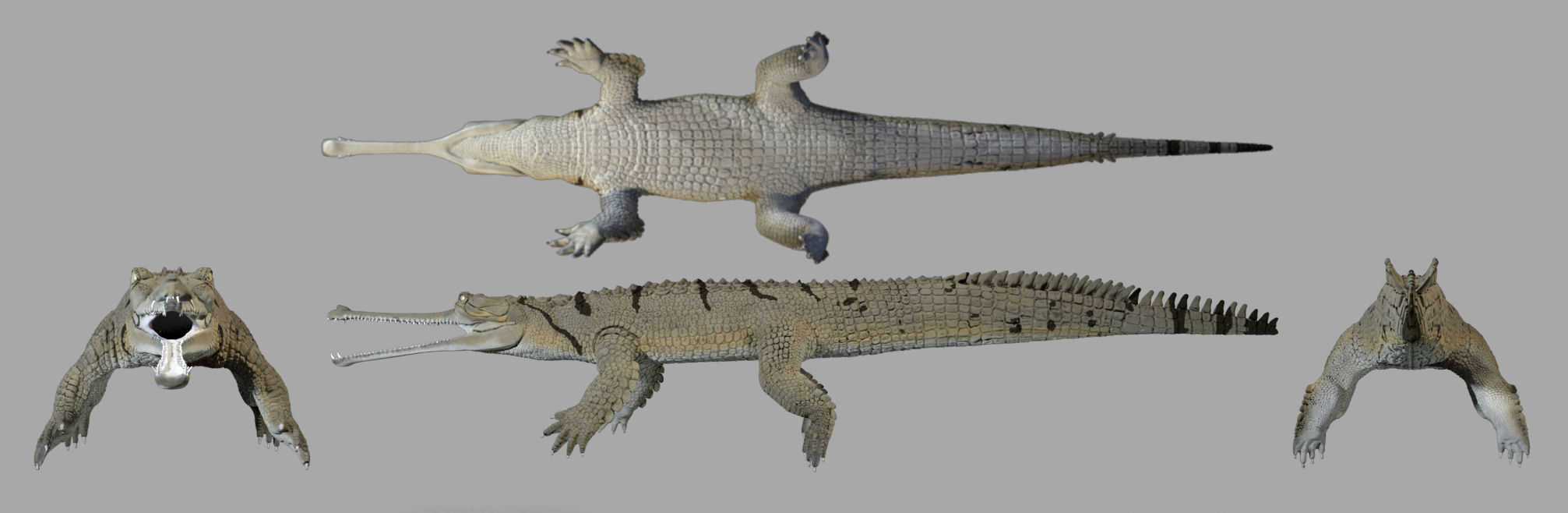 Gavial Gharial 3D model_2