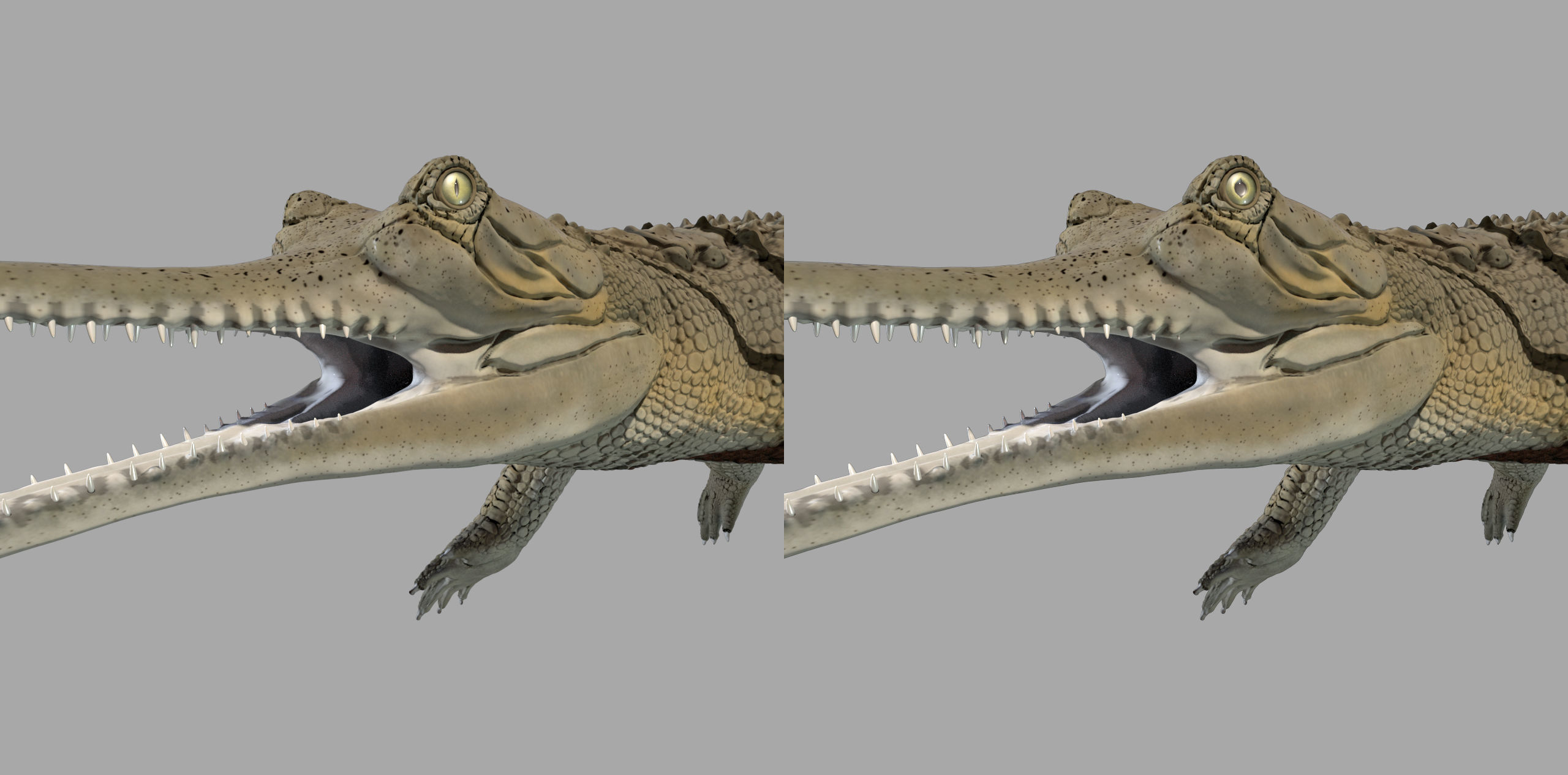 Gavial Gharial 3D model_9
