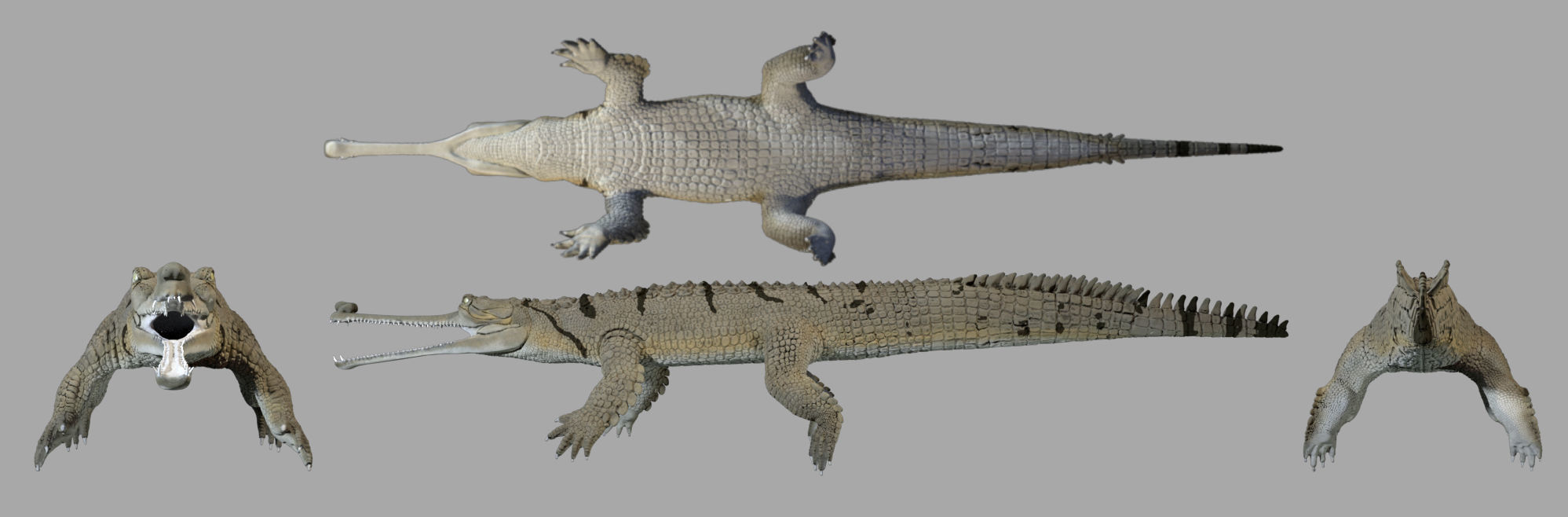 Gavial Gharial 3D model_6