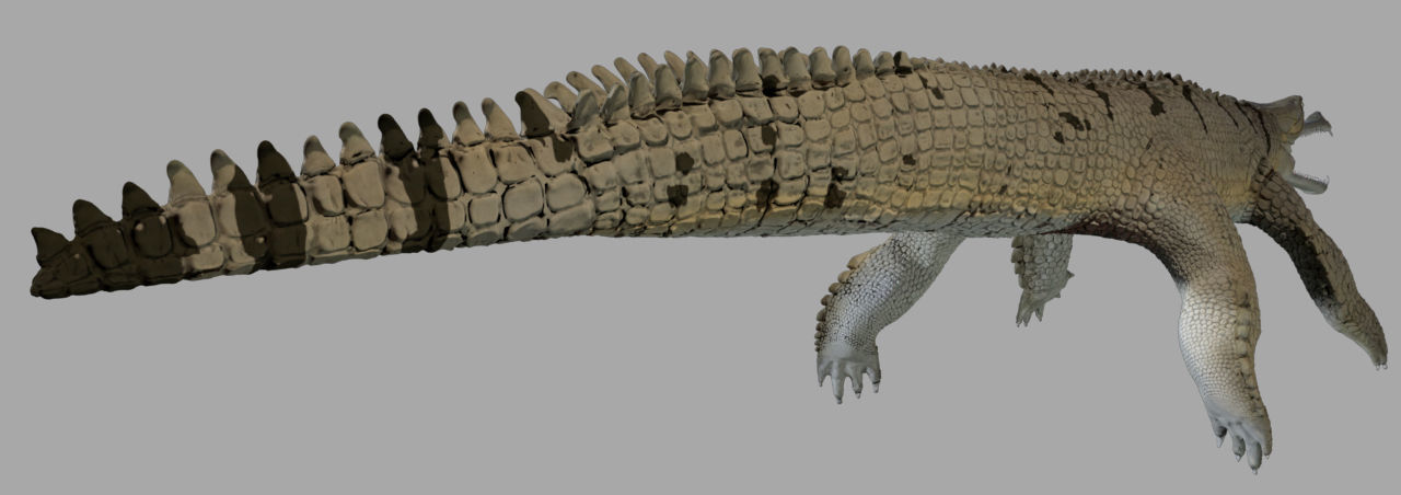 Gavial Gharial 3D model_1