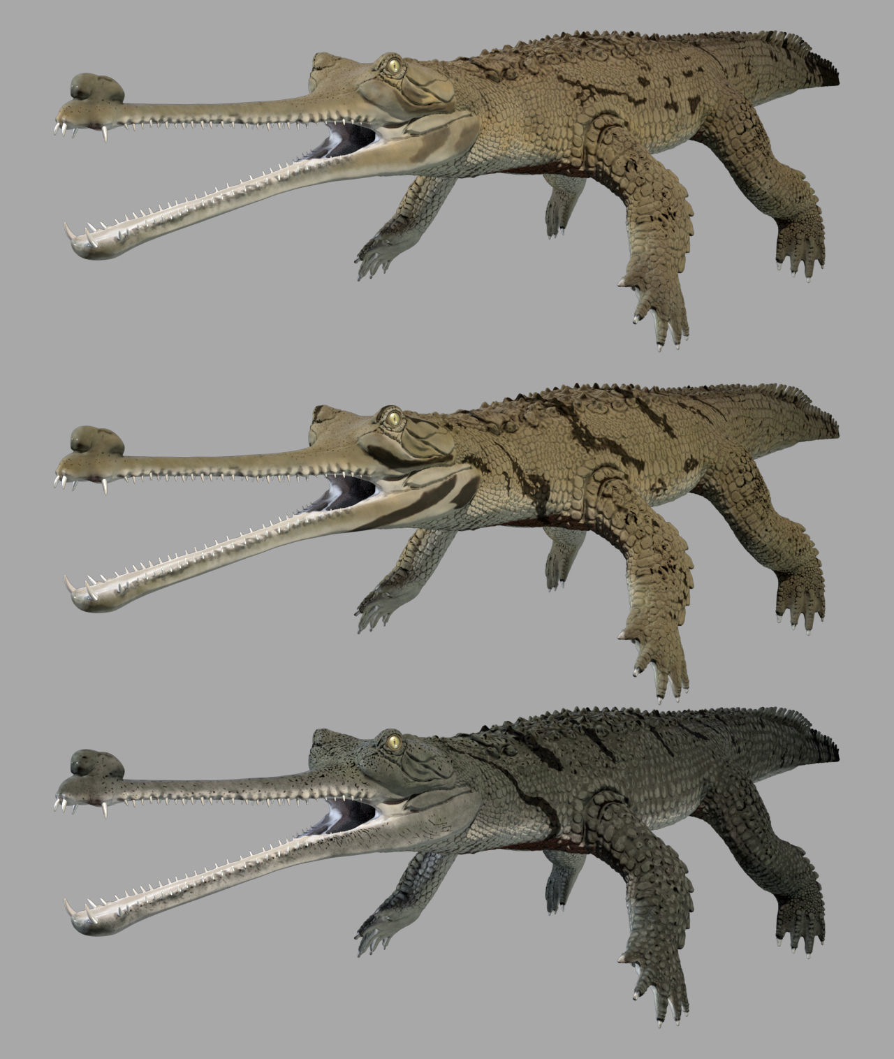 Gavial Gharial 3D model_12