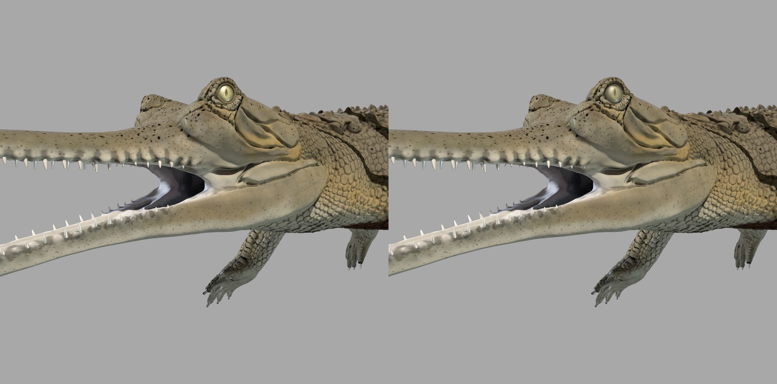 Gavial Gharial 3D model_8
