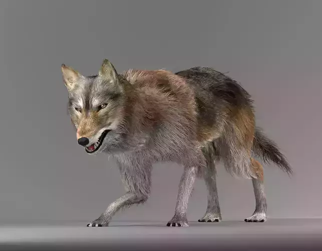 Wild Wolf 3D model
