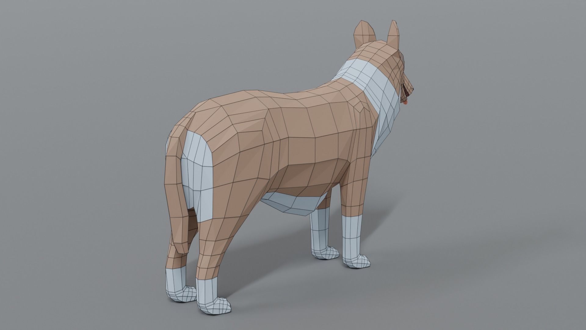 Low Poly Cartoon Rough Collie Dog Low-poly 3D model_13