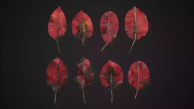 Red Robin Photinia Leaves 4K Scanned Free low-poly 3D model