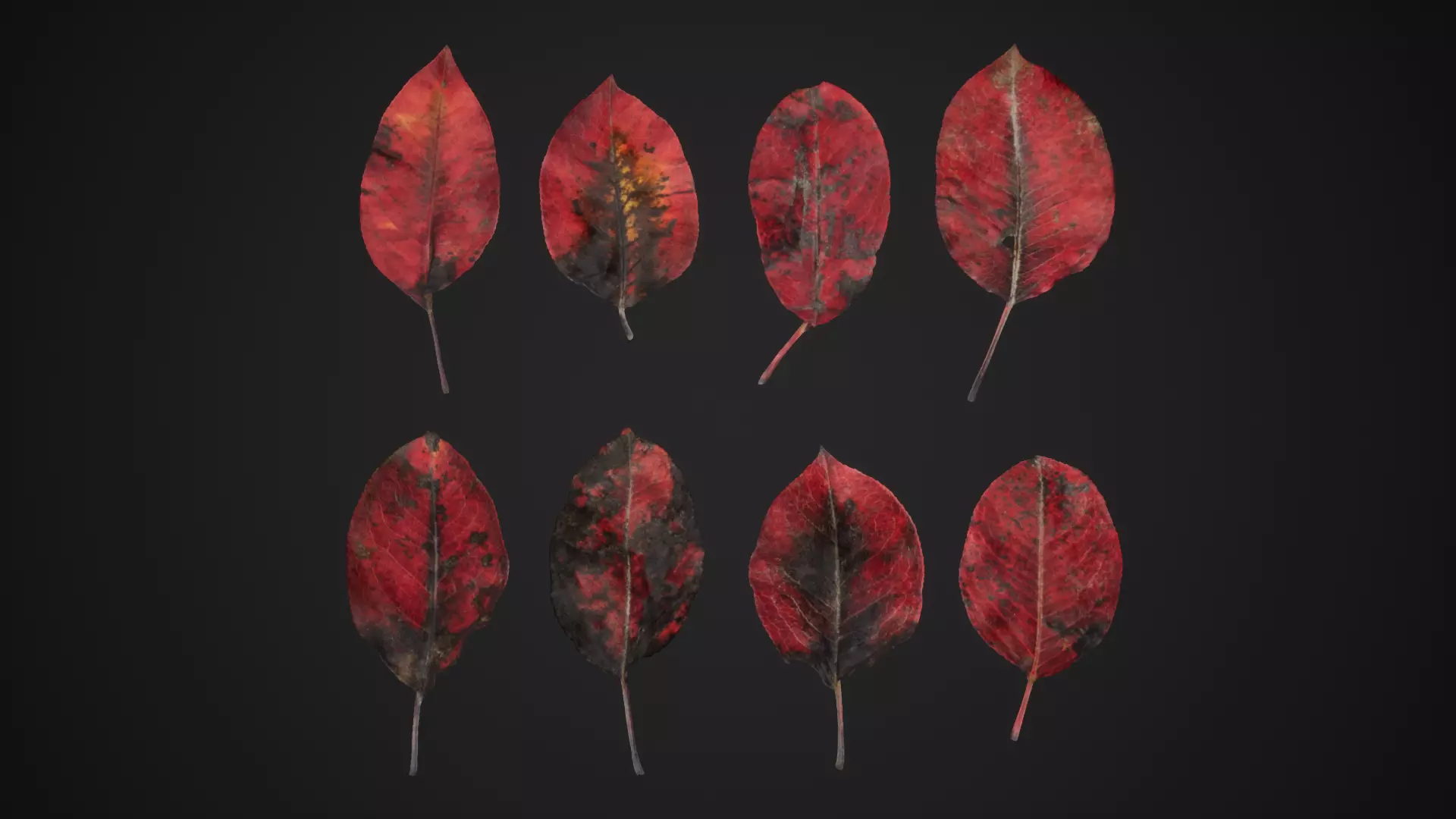 Red Robin Photinia Leaves 4K Scanned Free low-poly 3D model