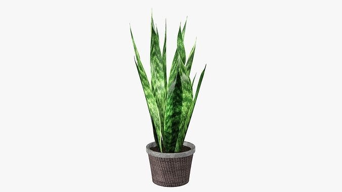 Potted plant decorative 02 3D model