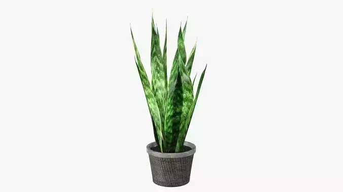 Potted plant decorative 02