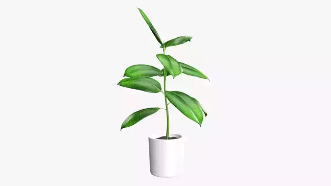 Potted plant decorative 03 3D model
