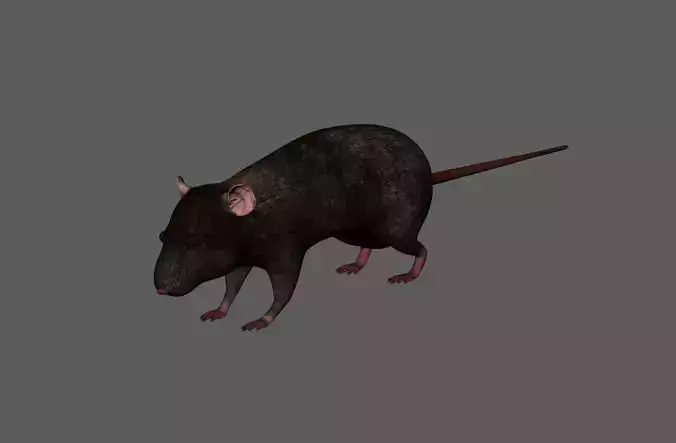 3D Realistic Rat Model with RIG