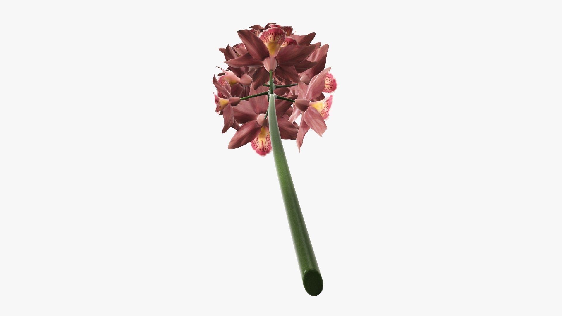 Branch with flowers orchid 3D model_5
