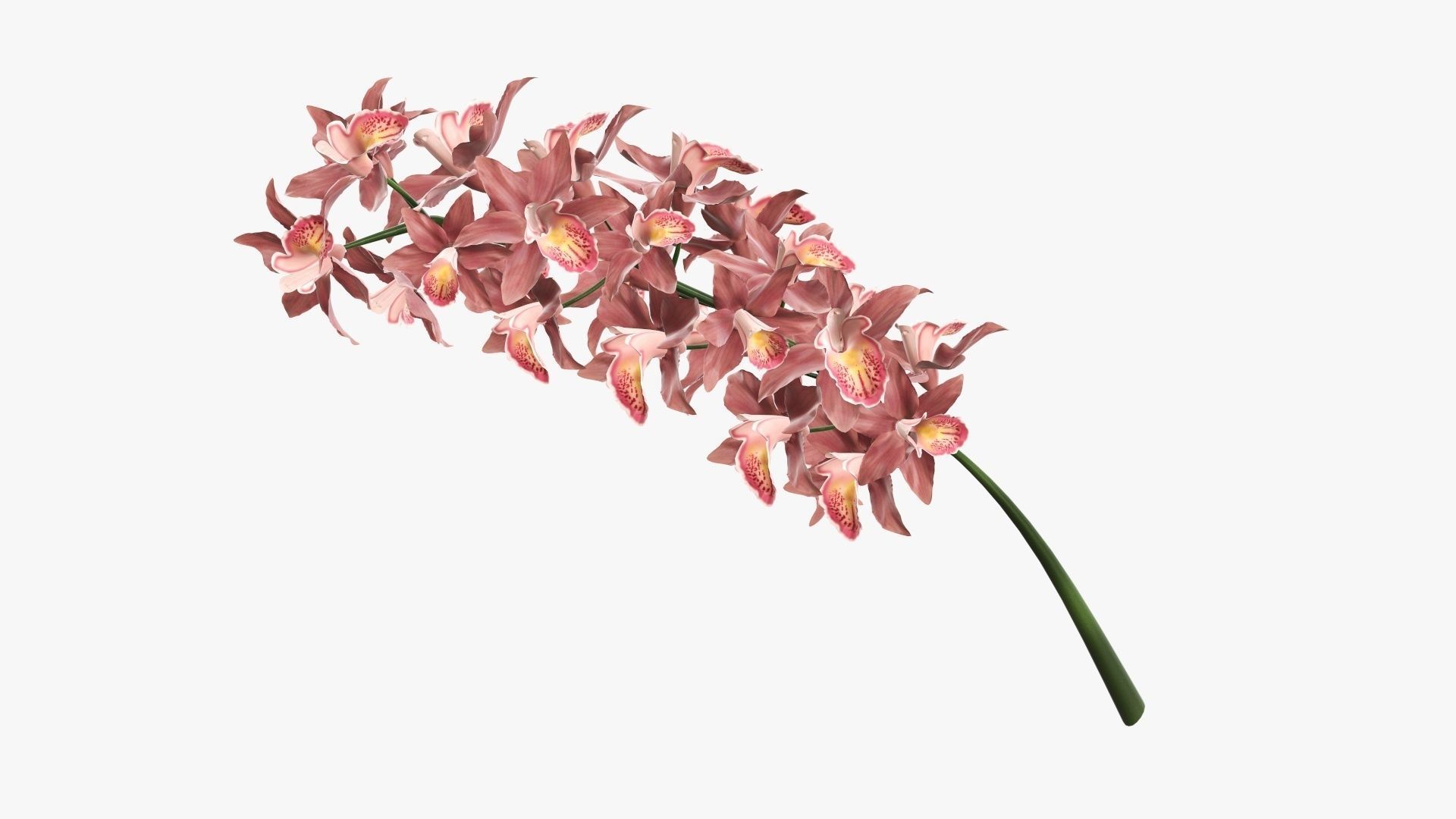 Branch with flowers orchid 3D model_1