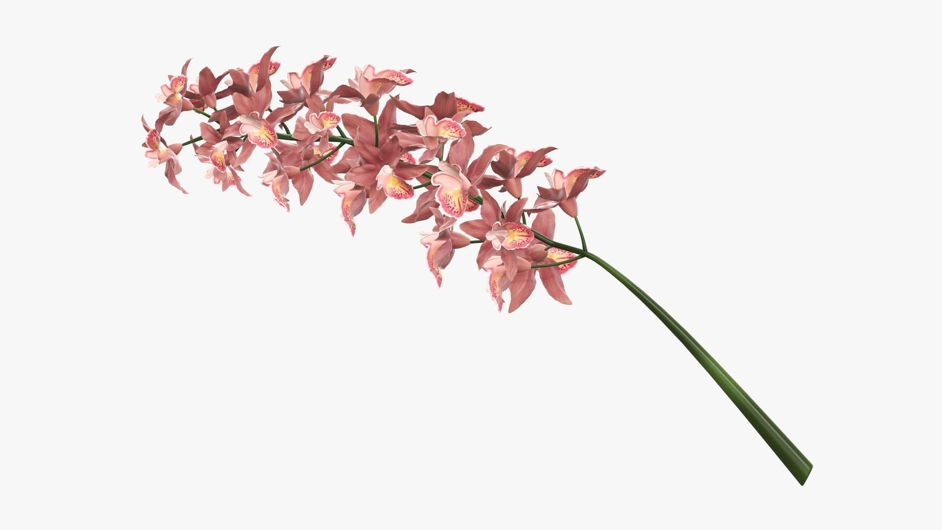 Branch with flowers orchid 3D model_3