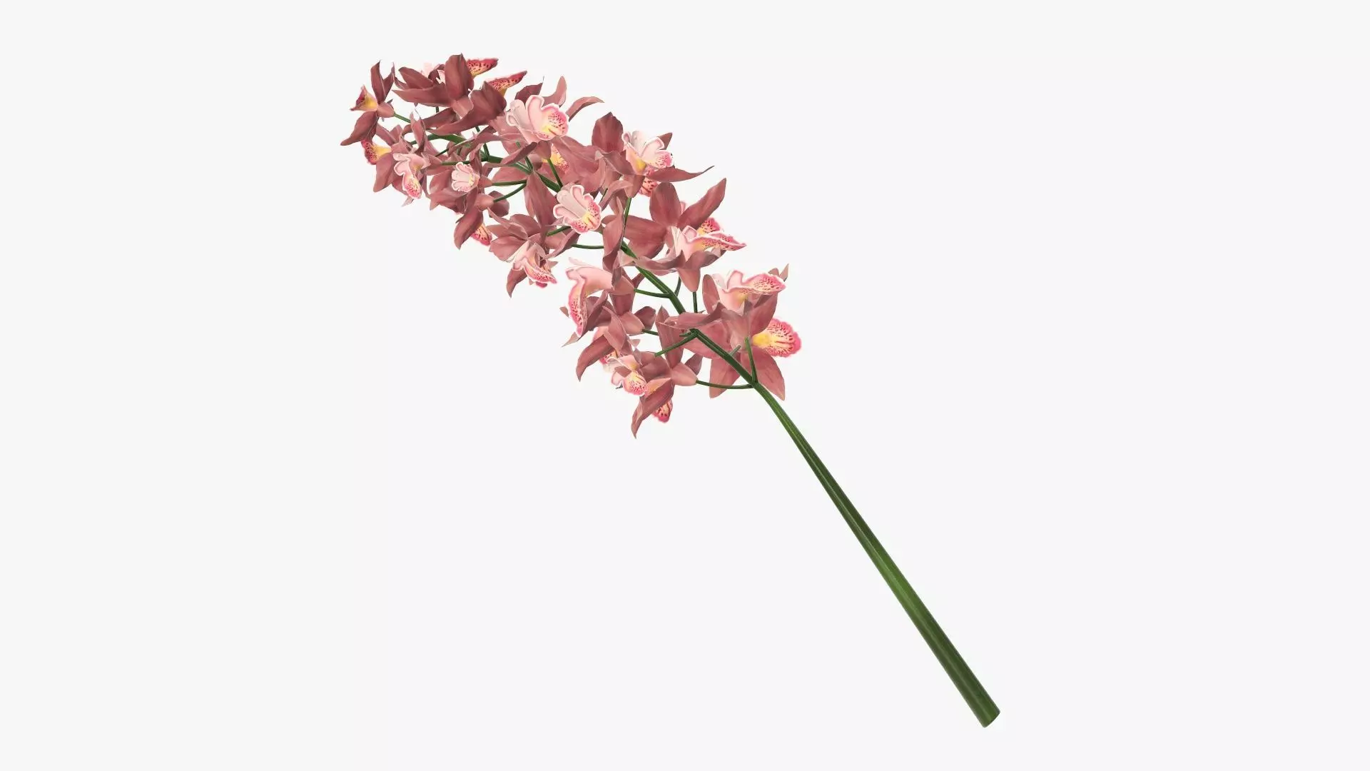 Branch with flowers orchid 3D model_0