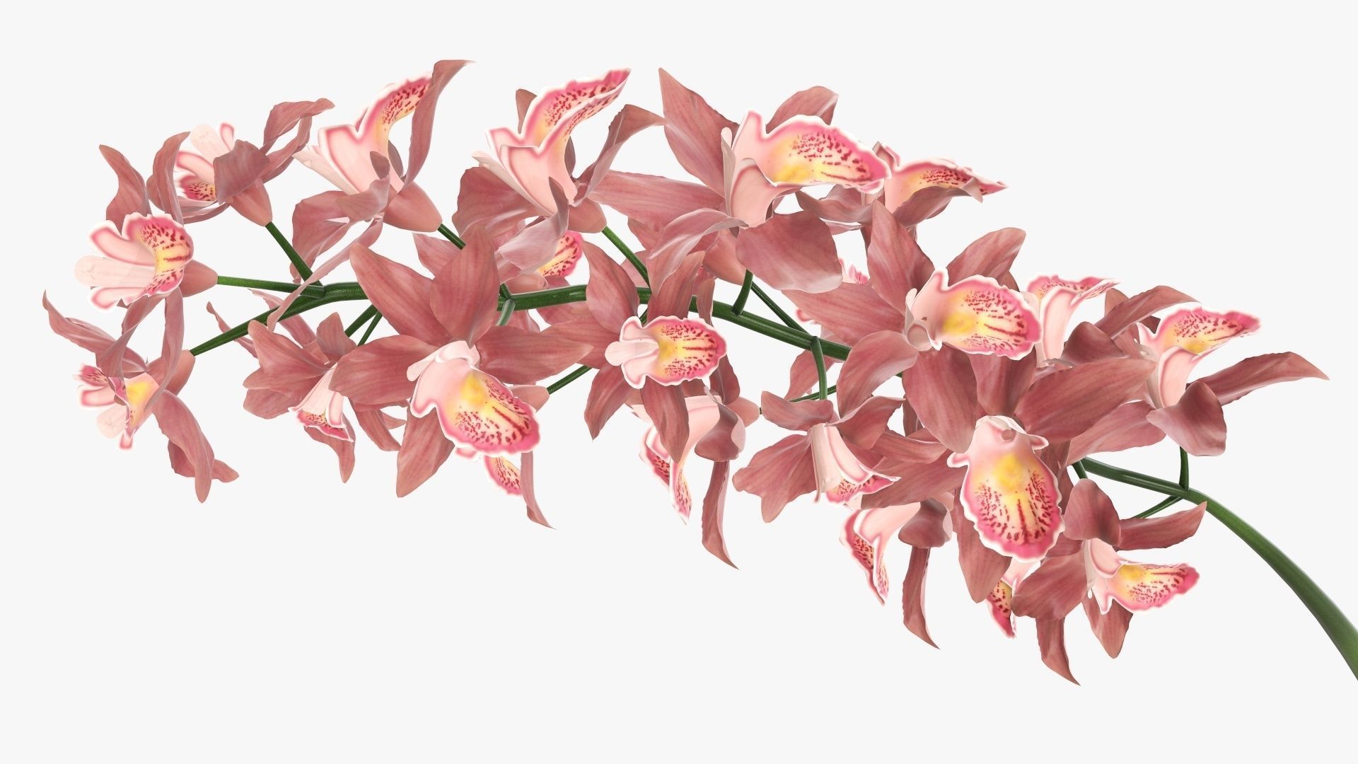 Branch with flowers orchid 3D model_2