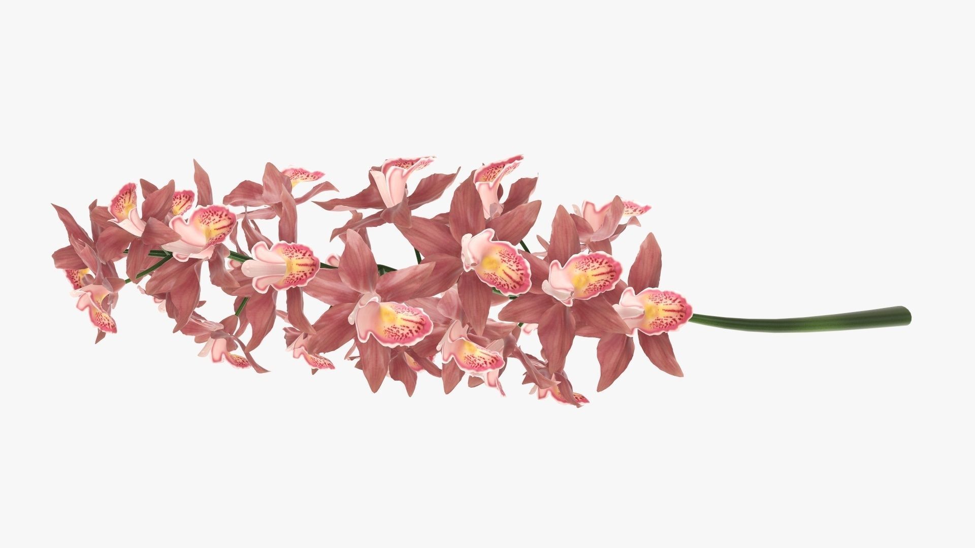Branch with flowers orchid 3D model_4