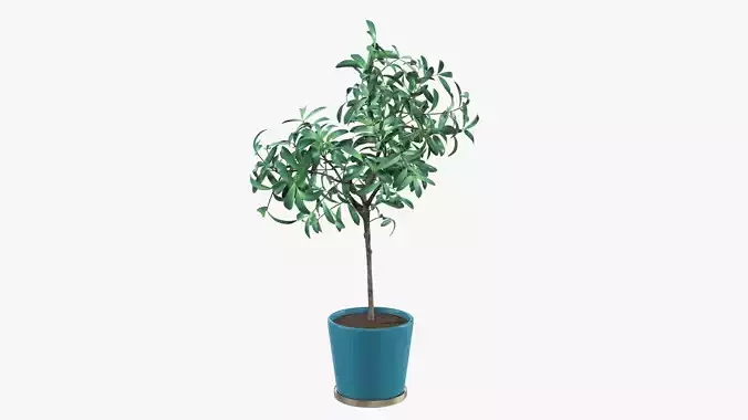 Decorative tree potted 3D model
