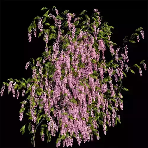 Wisterial tree 03
