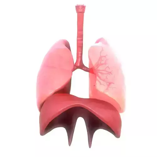 Human Respiratory System Animation Low-poly 3D model