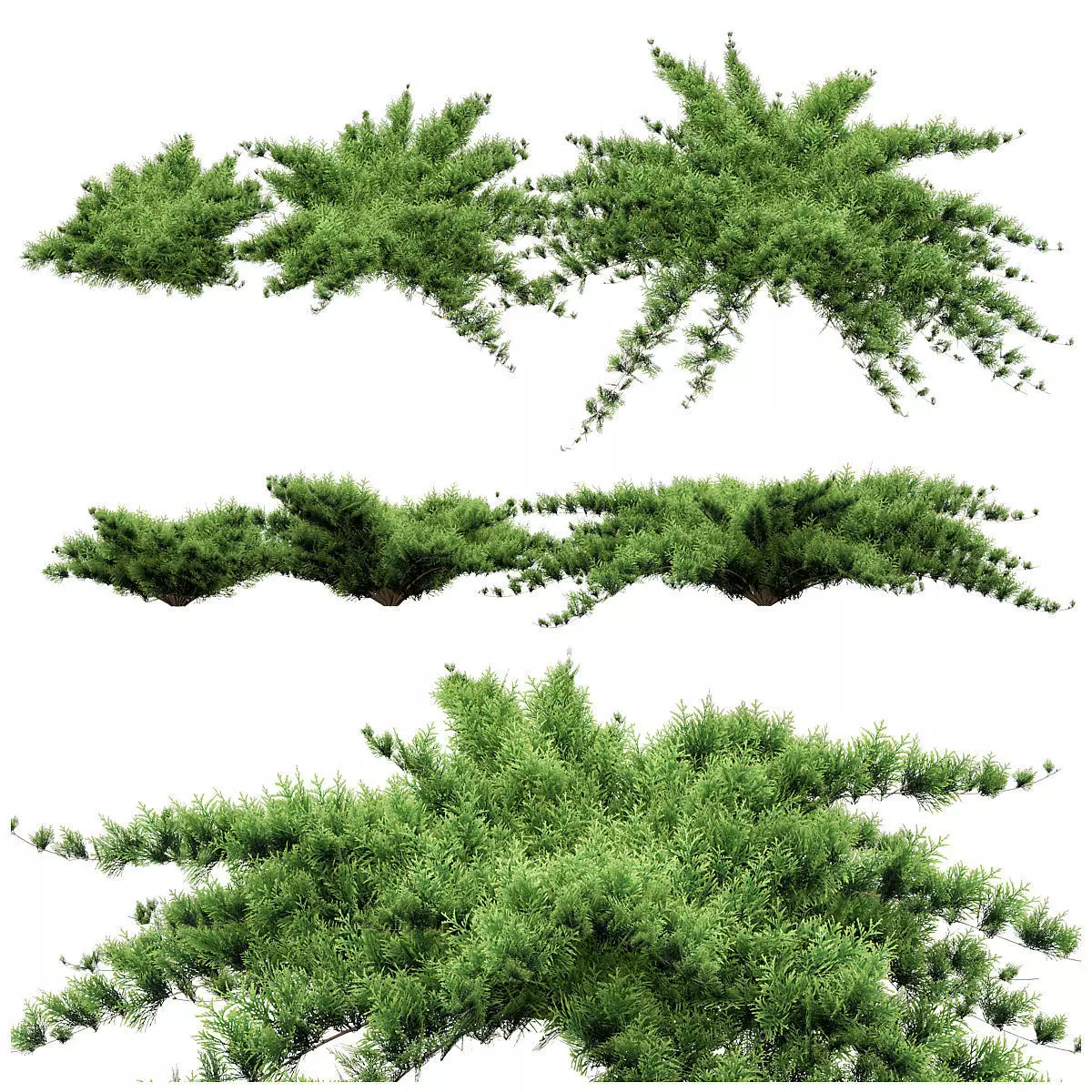 Juniper plants 3D model
