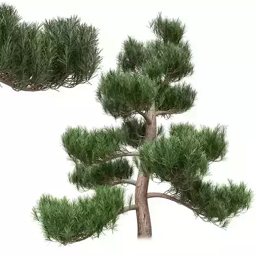 Pine Bonsai