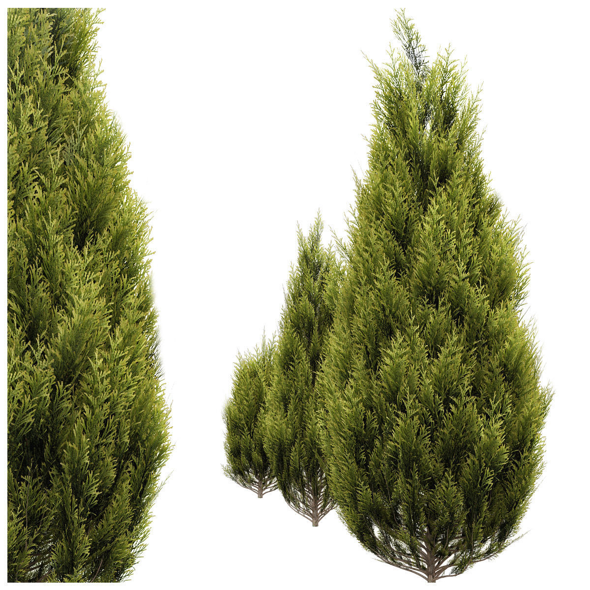 Thuya gold 3D model_1