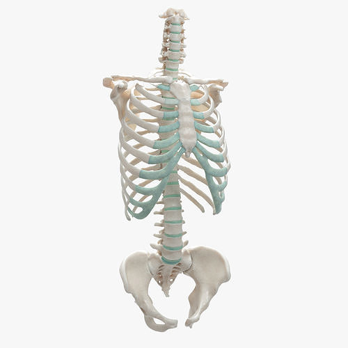 Female Torso Skeleton 3D model