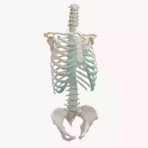Female Torso Skeleton 3D model