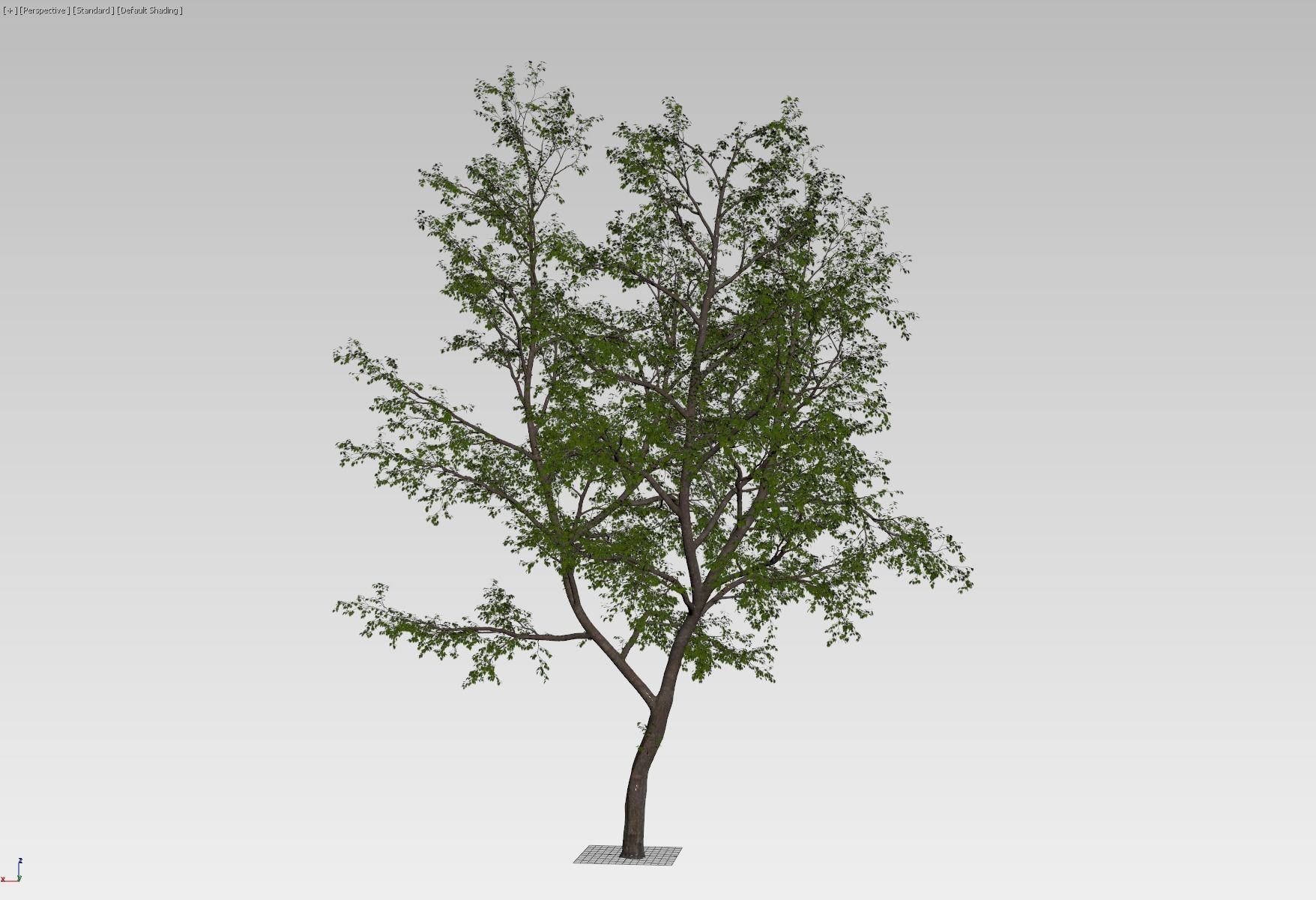 Natural forest tree 3D model_7
