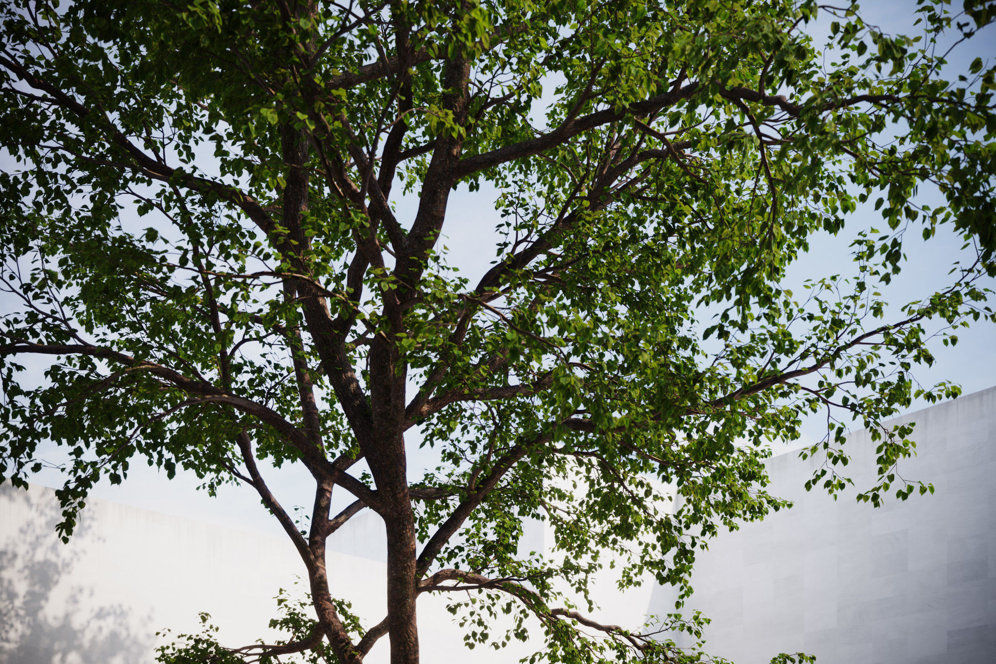 Natural forest tree 3D model_1