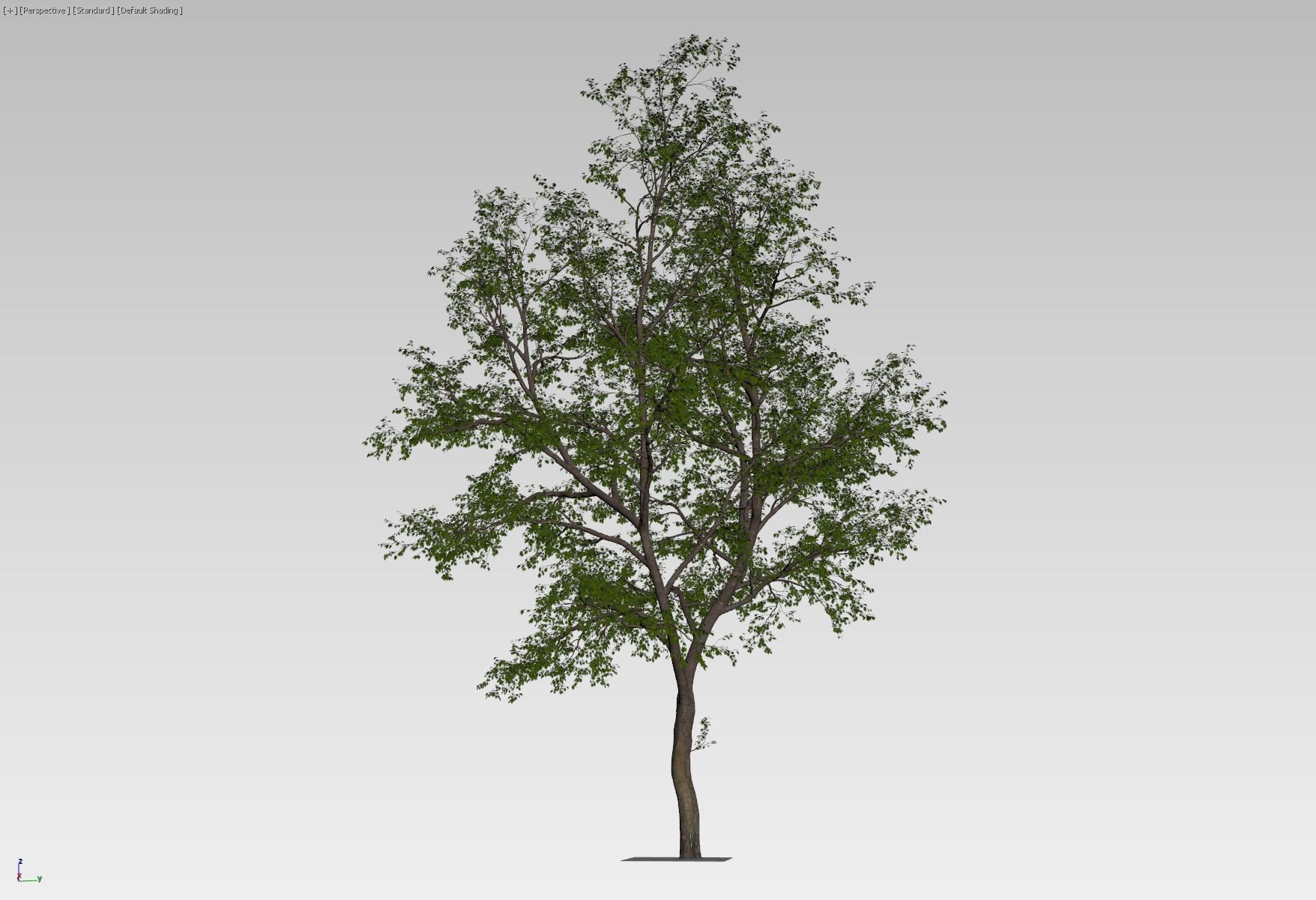 Natural forest tree 3D model_5