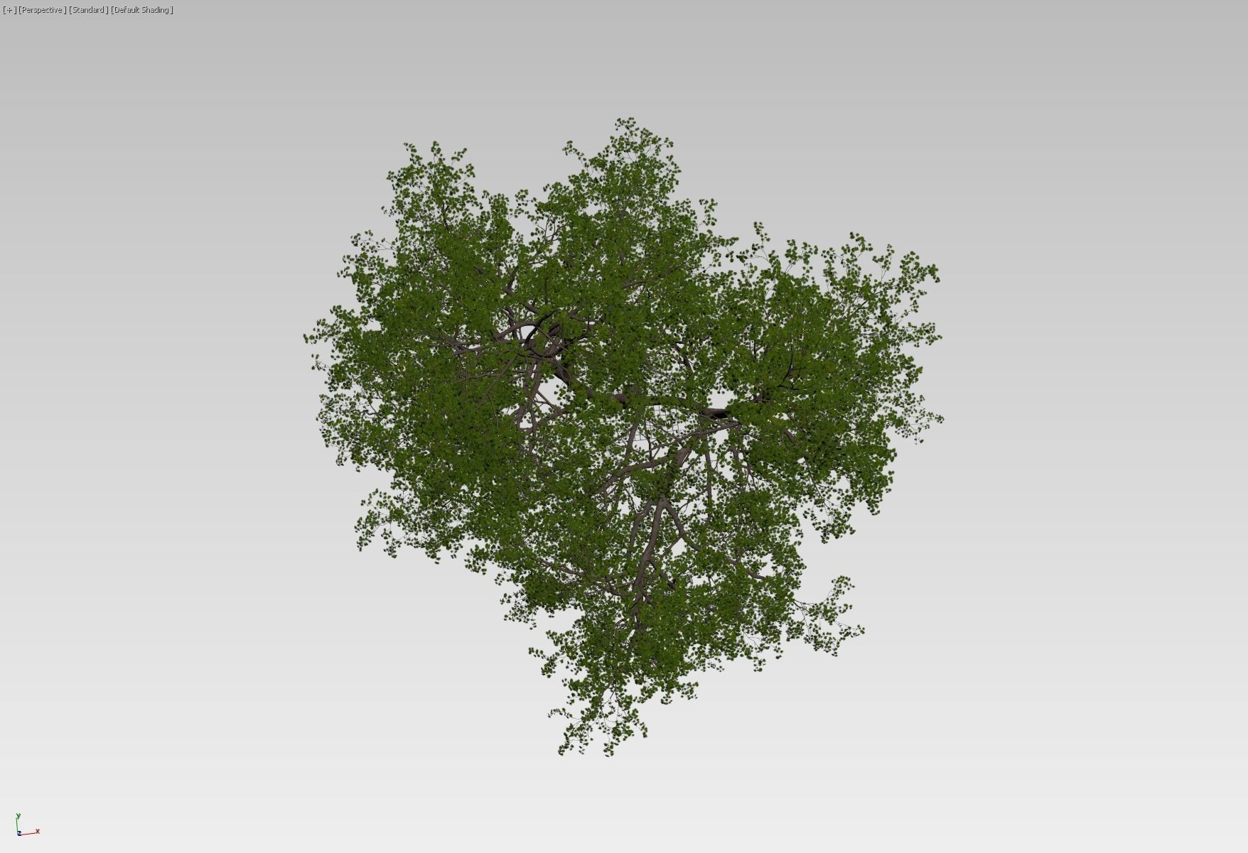 Natural forest tree 3D model_9