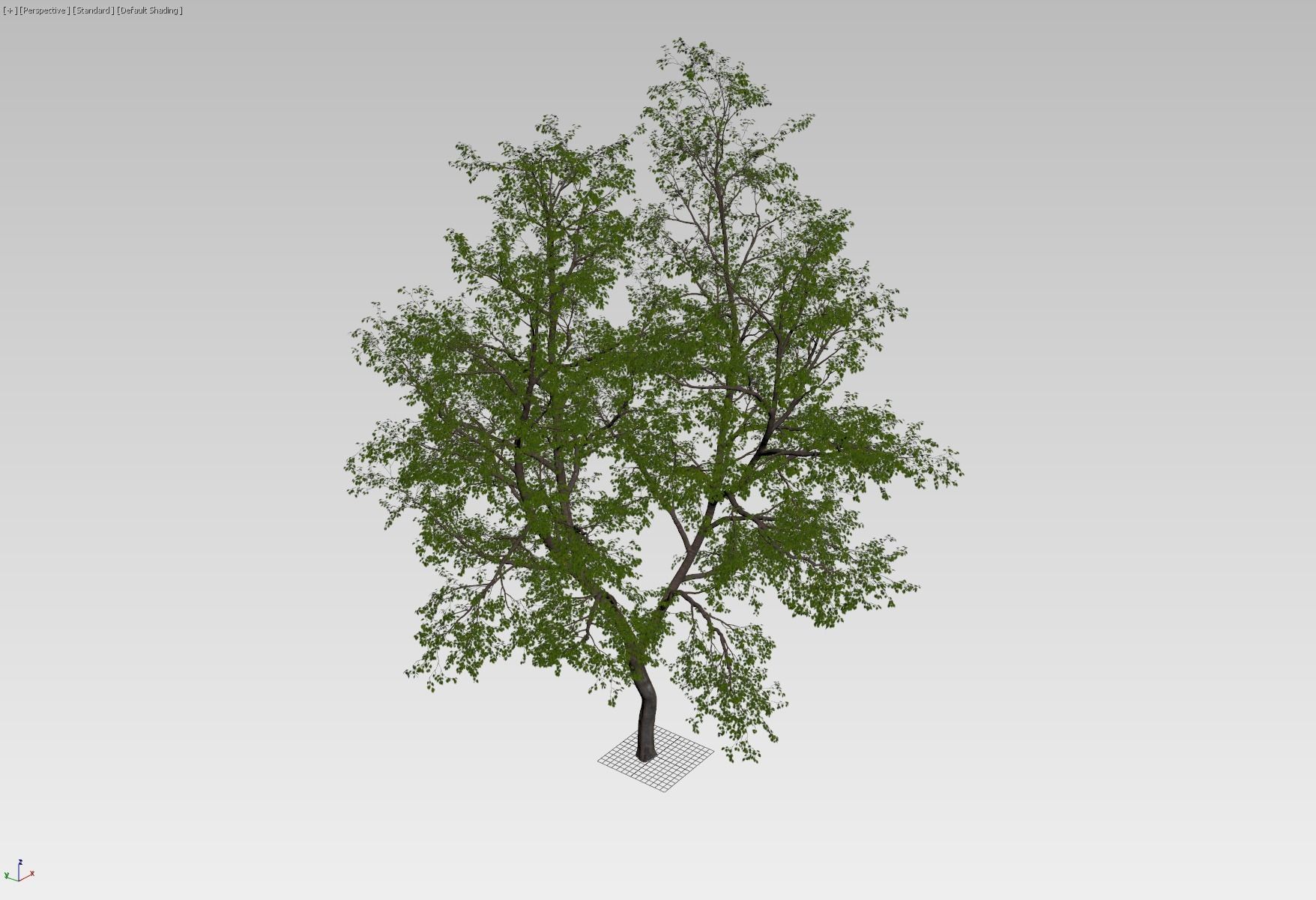 Natural forest tree 3D model_8