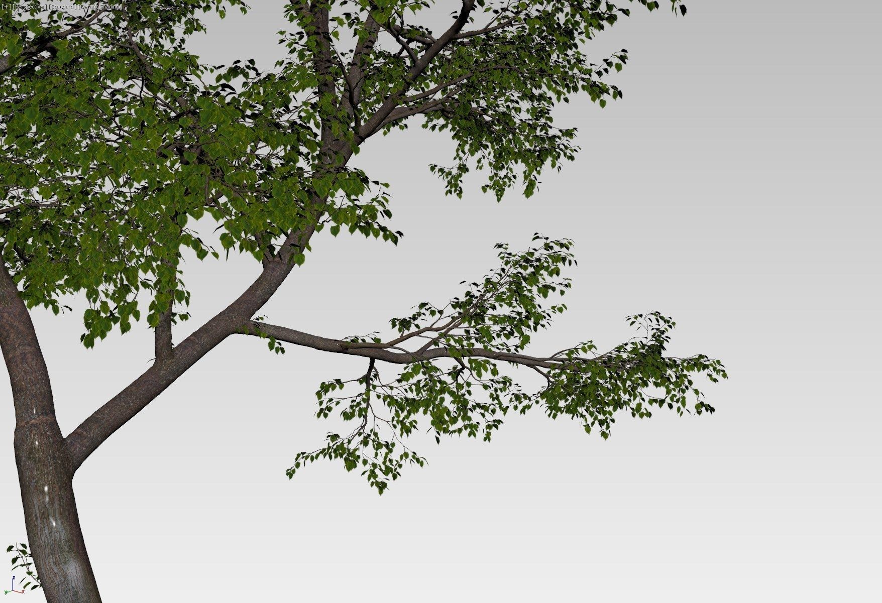 Natural forest tree 3D model_4