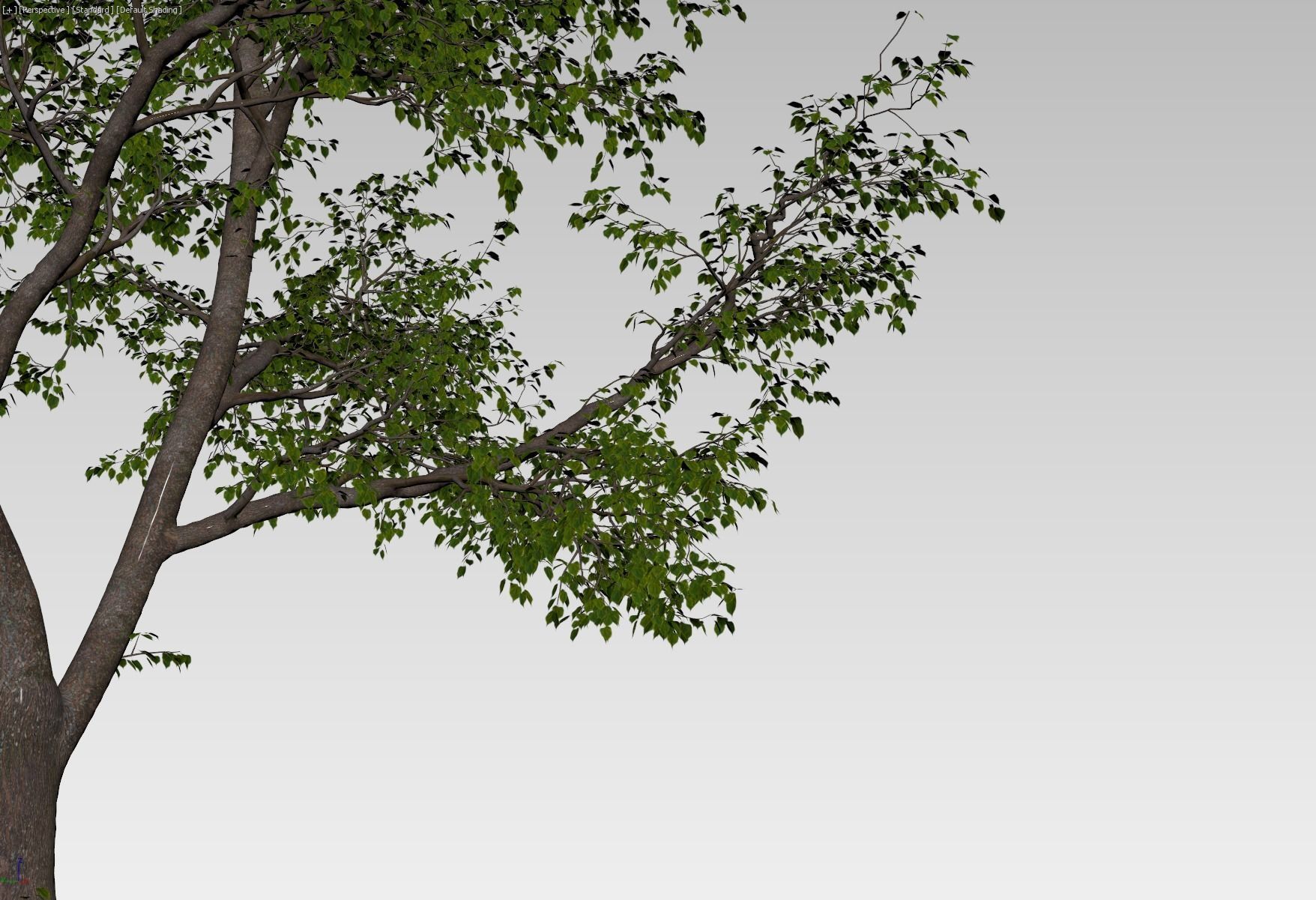 Forest tree 3D model_7